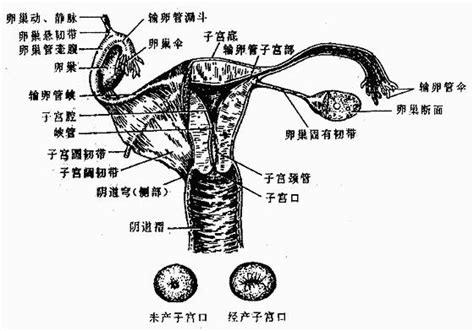 美女的陰部|女性生殖系統